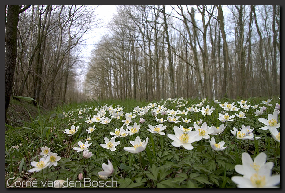 breedbeeld wallpaper, bosanemonen, wood anemones