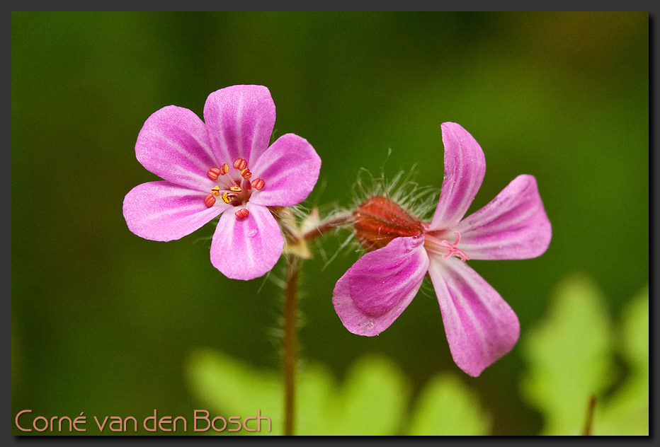 breedbeeld wallpaper, robertskruid, herb robert
