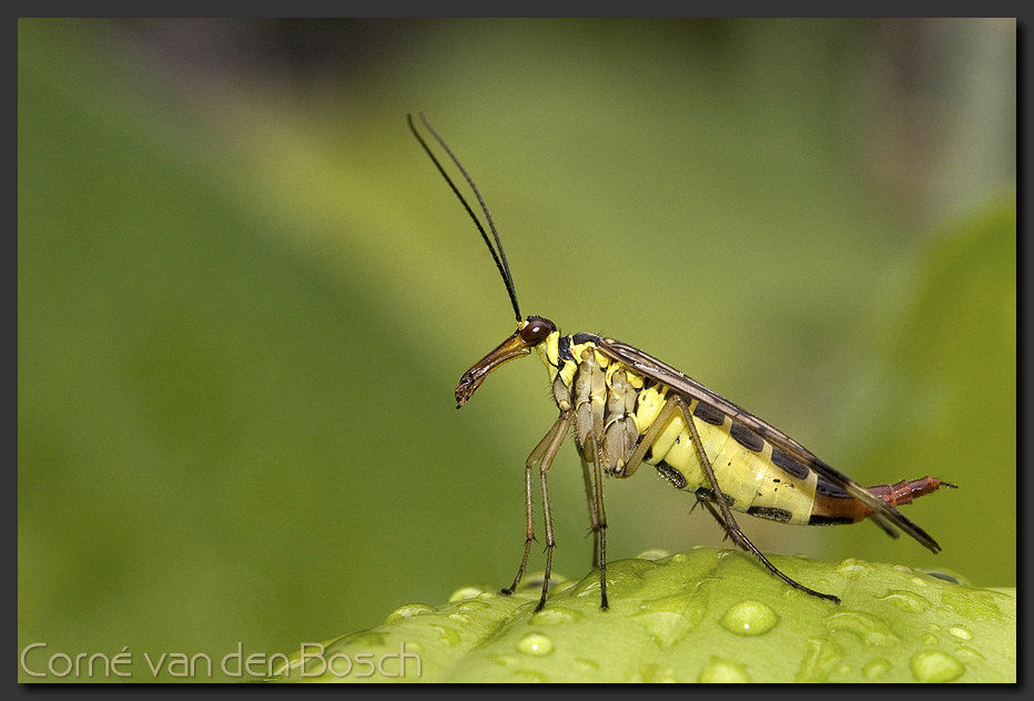 breedbeeld wallpaper, schorpioenvlieg, scorpion fly
