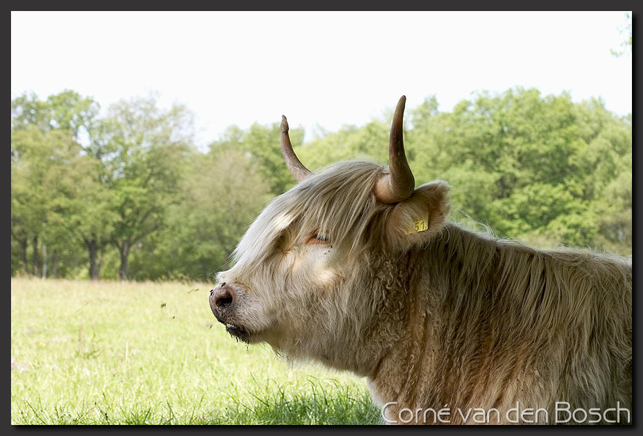 breedbeeld wallpaper, highlander, hooglander