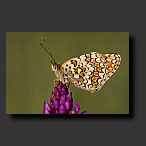 widescreen wallpaper butterfly