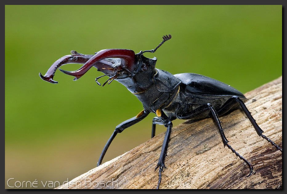 breedbeeld wallpaper, vliegend hert, stag beetle