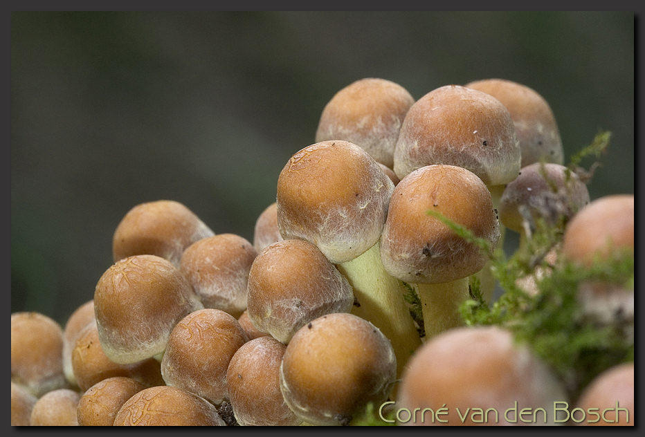 breedbeeld wallpaper, zwavelkopje, sulphur tuft