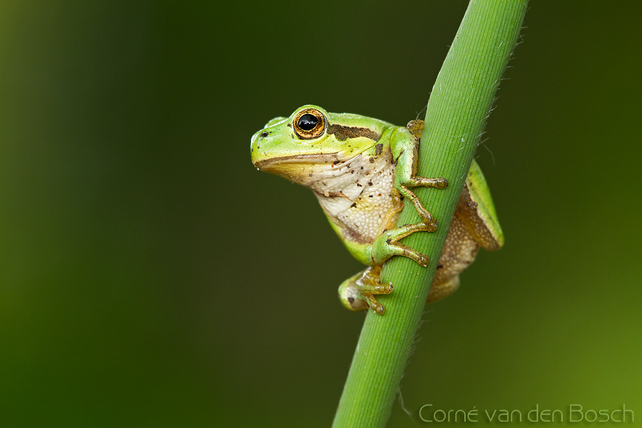 foto boomkikker, treefrog