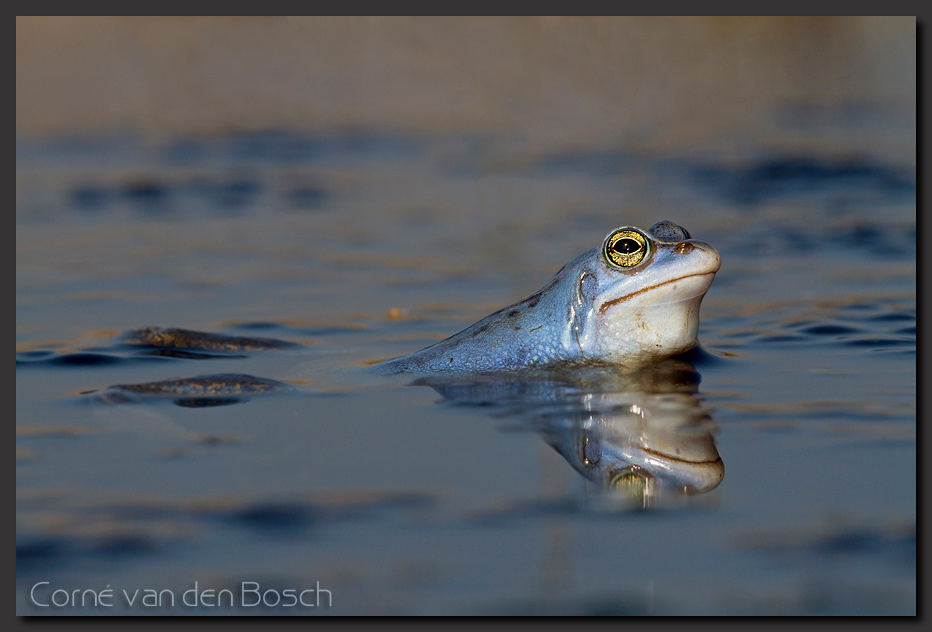 Foto van een heikikker