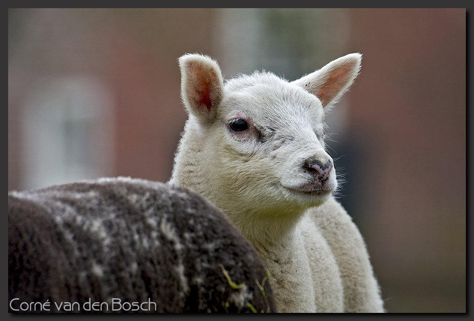 foto lammetje, schaapje, sheep, lamb