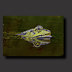 frogphoto