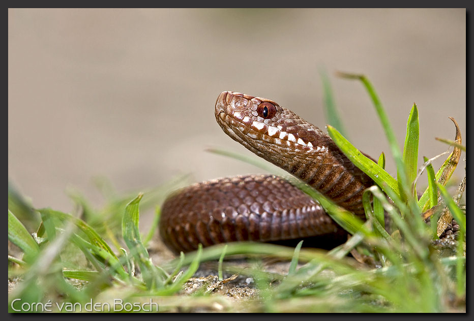 foto van een slang, adder, adderfoto