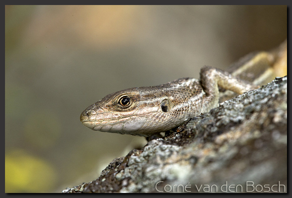 photo, toad, Natterjack toad