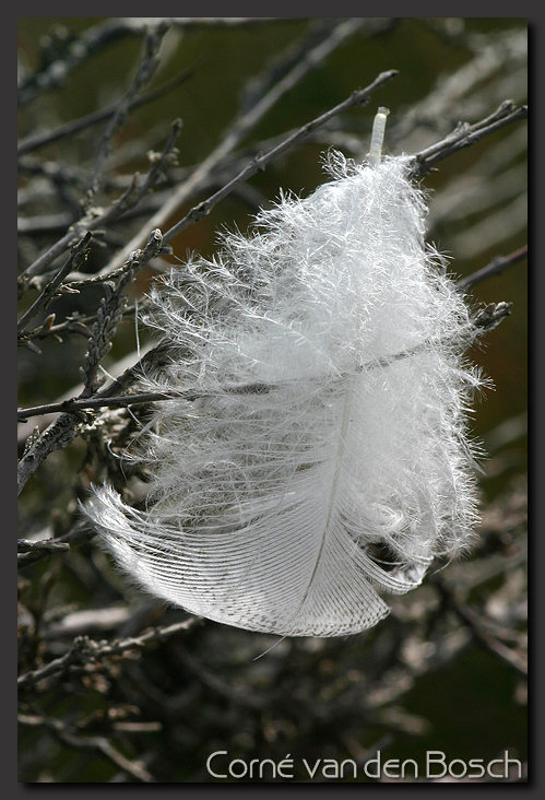 foto donsveer, down feather