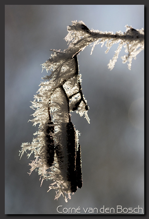 foto rijp, hoar frost
