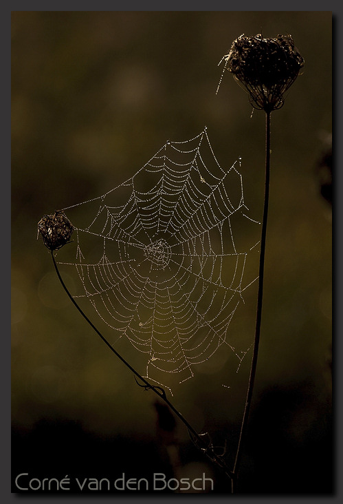 foto spinnenweb, spider web