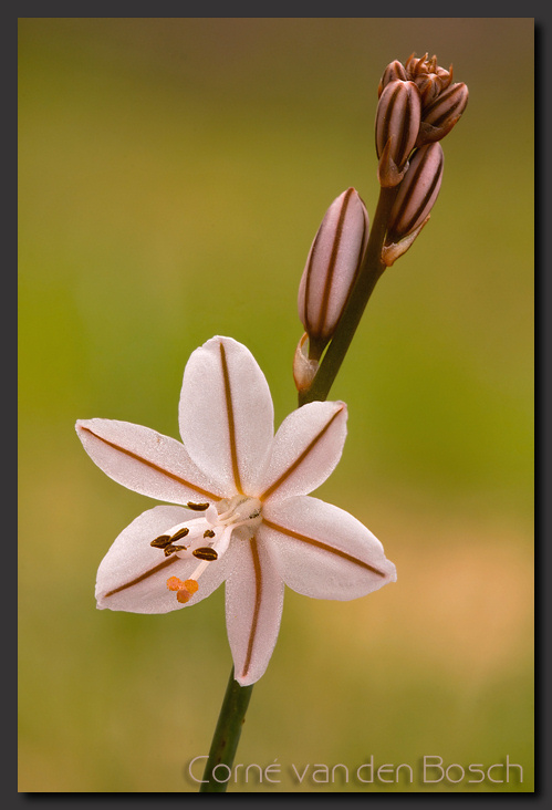 foto van een Spaanse bloem, Spanish flower 