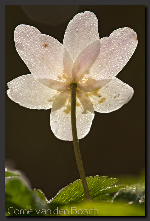 foto van een bosanemoon, picture of a wood anemone