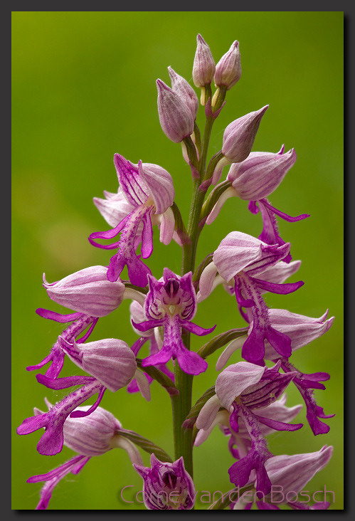 photo, Bee Orchid