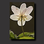 photo of a wood anemone