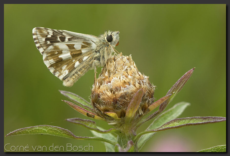 foto aardbeivlinder
