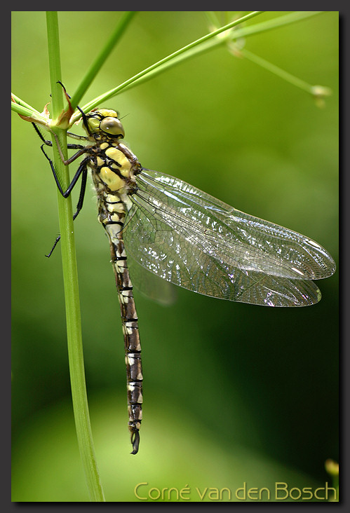 foto glazenmaker, blauwe glazenmaker, Hawker