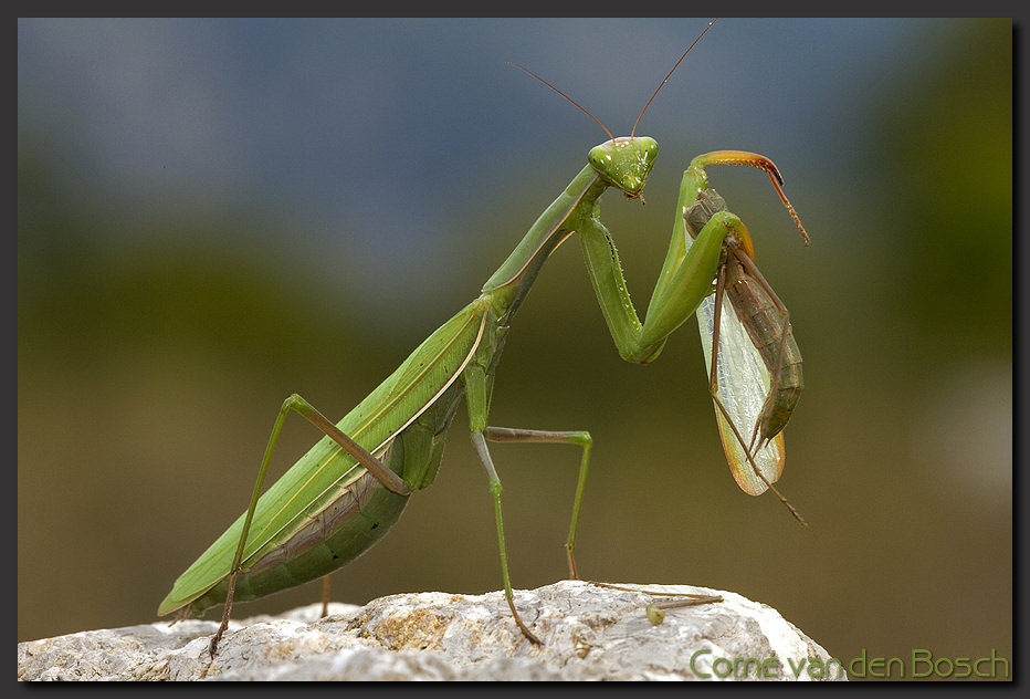 foto bidsprinkhaan, Praying Mantis photo