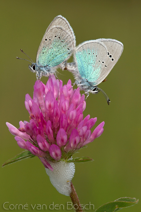 foto bloemenblauwtje