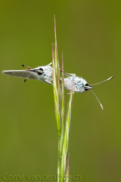 photo green underside blue