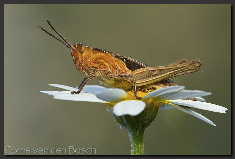 foto van een krekel