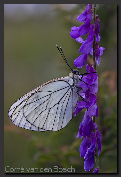 Groot geaderd witje, photo Black veinid white