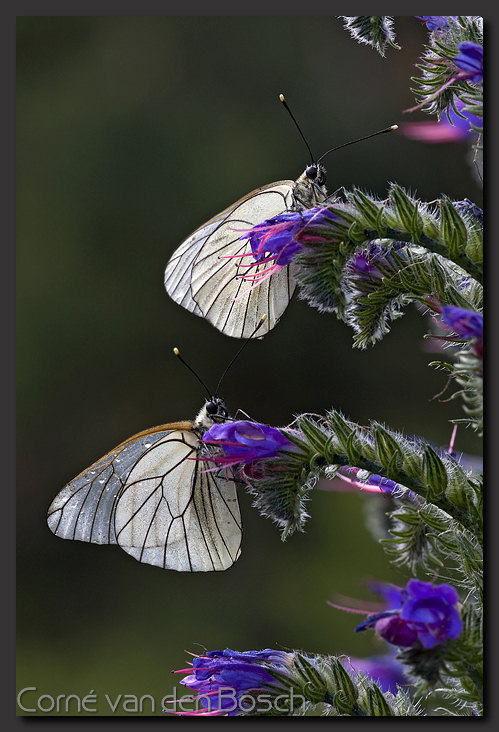 foto groot geaderd witje, Black veined White