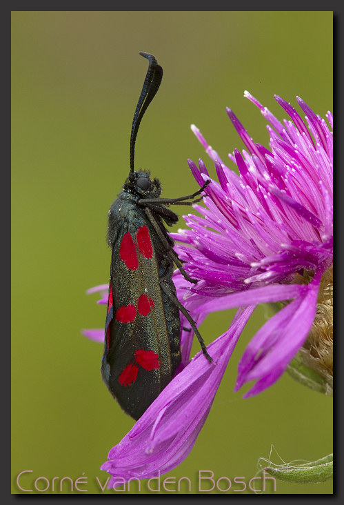 Photo Six spot Burnet