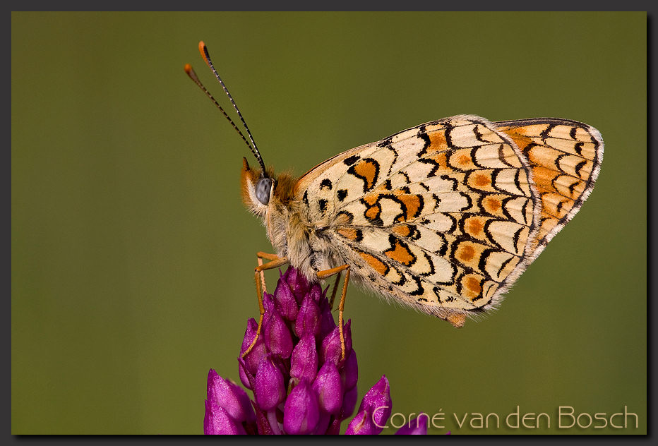knoopkruidparelmoervlinder, foto van een parelmoervlinder
