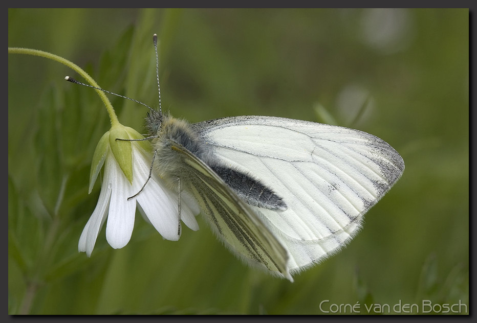 foto koolwitje, white