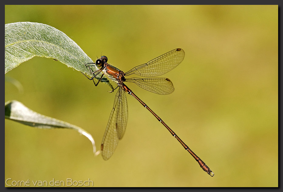 foto juffer, waterjuffer, damselfly photo