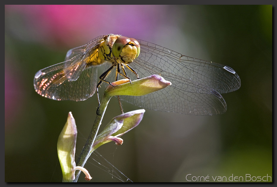 foto bidsprinkhaan, Praying Mantis photo