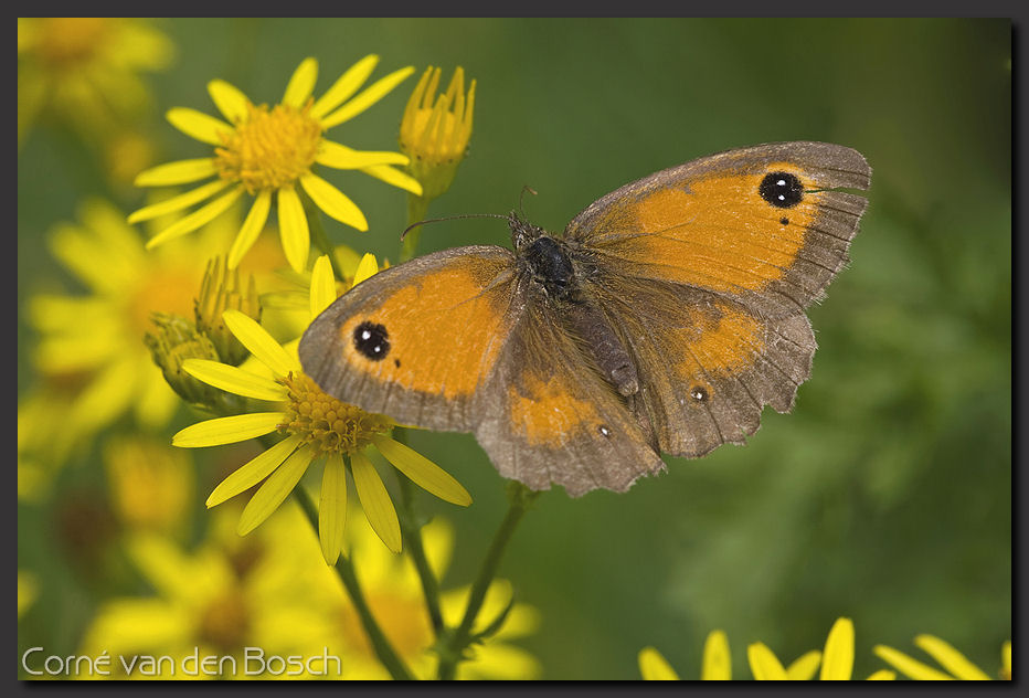 foto oranje zandoogje, Gatekeeper
