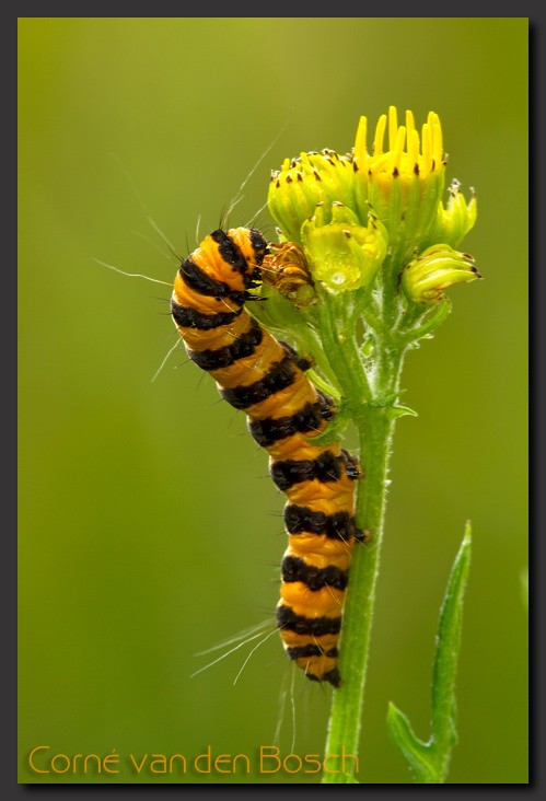 rups, sint jacobsvlinder