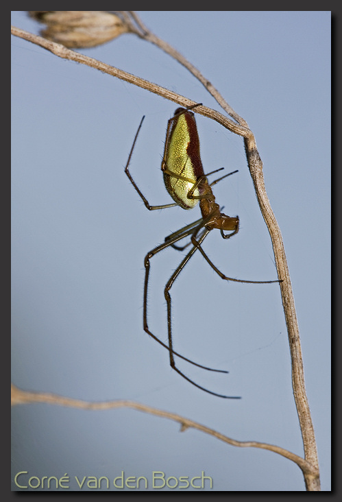 Foto van een spin, strekspin, spider
