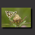 photo Grizzled Skipper