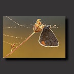 adonis blue, backlight