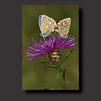 blue butterfly photo