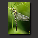 foto glazenmaker, groene libelle
