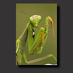 mantis, Praying Mantis