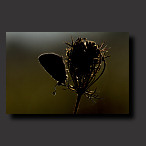 butterfly, blue, backlight