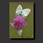 photo green underside blue