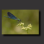 photo damselfly, beautiful demoiselle