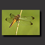 the scarse chaser, photo