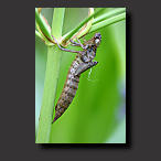 dragonfly skin, photo