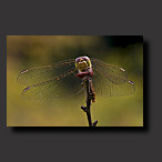 heidelibel, foto, libelle