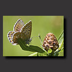 photo of a common blue