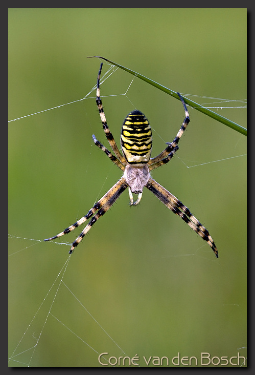 foto wespspin, wasp spider
