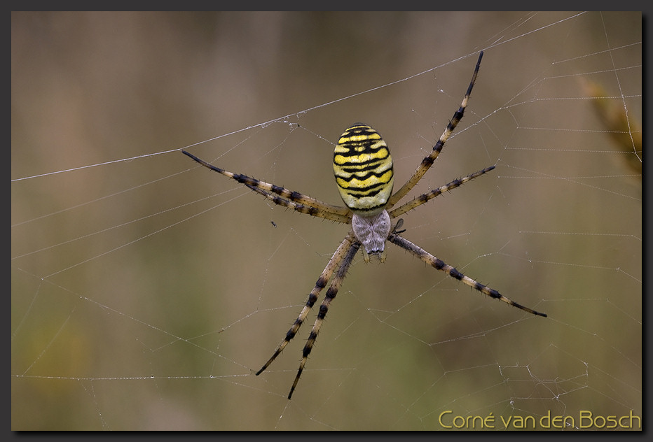 foto tijgerspin, wespspin, Wasp Spider